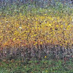 Yellow Forest
