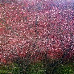 The Old Crab Apple Tree