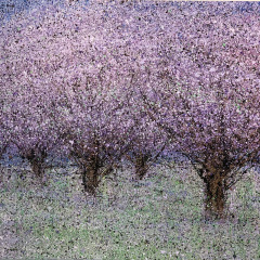 Lavender Jacaranda