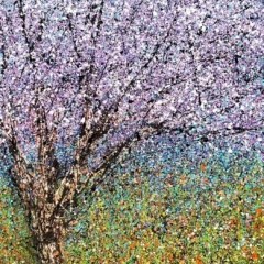 Jacaranda
