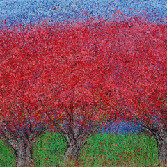 Redbuds