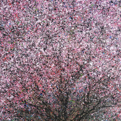 Sakura Fubuki