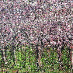 Cherry Blossoms *Sold
