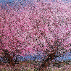 Twin Cherries