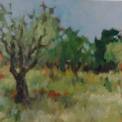 Olive Trees