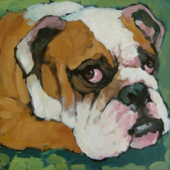 English bulldog